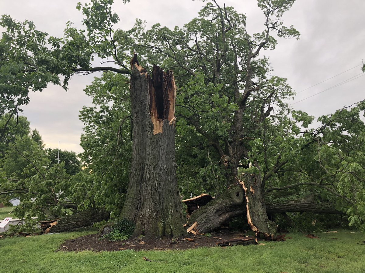 This historic oak tree, believed to be 200+ years old, is in pieces at JT Moore Middle School. People in Green Hills say this was a beautiful staple of this neighborhood.