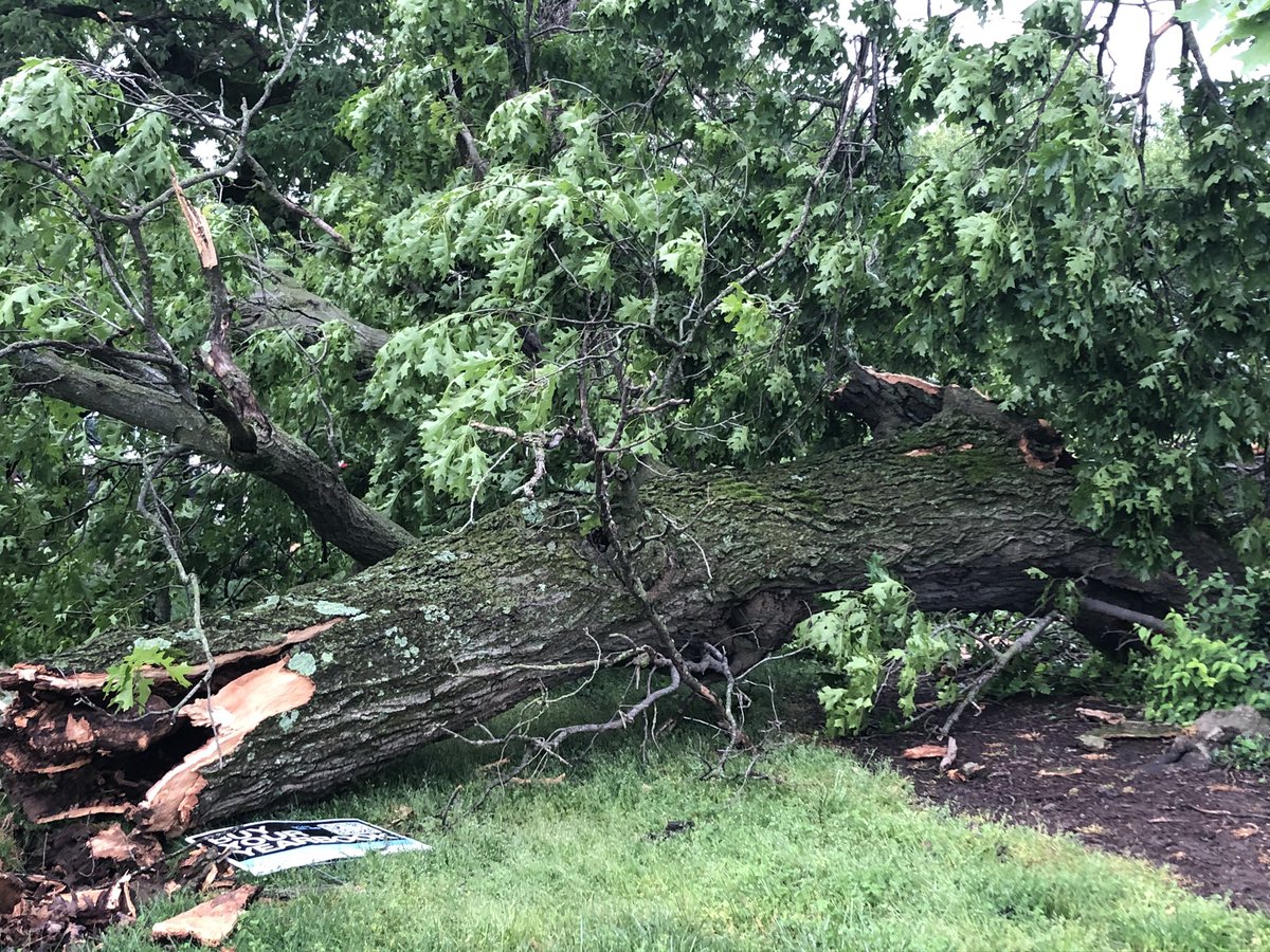 This historic oak tree, believed to be 200+ years old, is in pieces at JT Moore Middle School. People in Green Hills say this was a beautiful staple of this neighborhood.