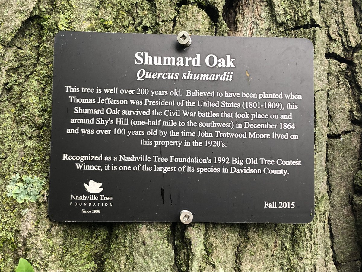 This historic oak tree, believed to be 200+ years old, is in pieces at JT Moore Middle School. People in Green Hills say this was a beautiful staple of this neighborhood.