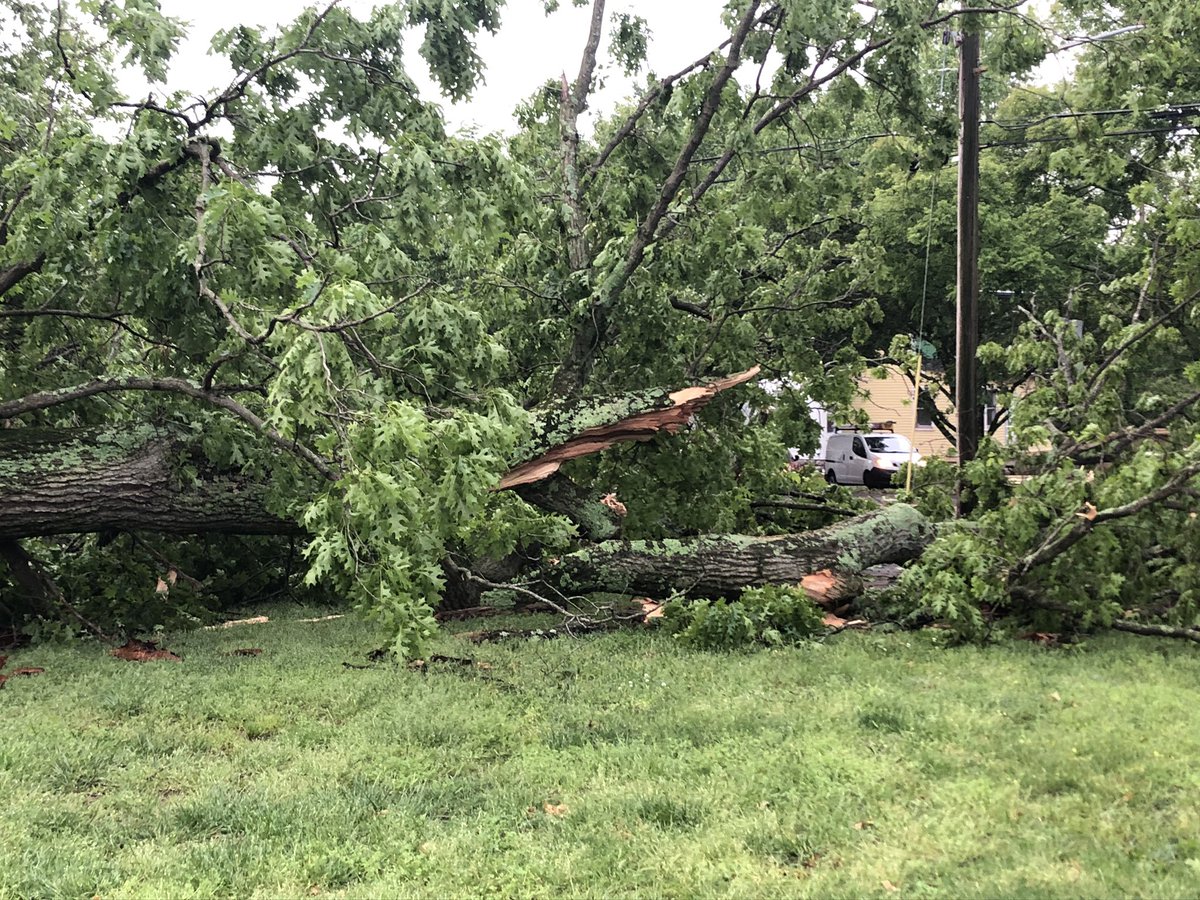 This historic oak tree, believed to be 200+ years old, is in pieces at JT Moore Middle School. People in Green Hills say this was a beautiful staple of this neighborhood.